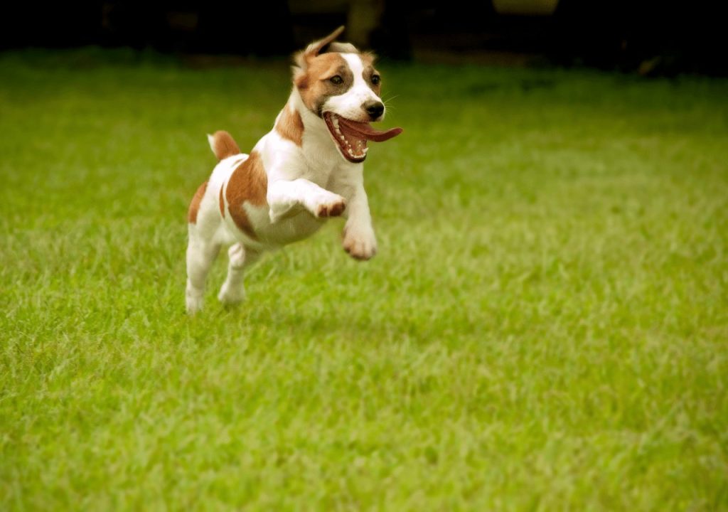 un chien qui s'amuse en sautant et courant dans un parc, symbole de vitalité